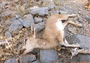 واکسینه شدن 25 هزار رأس دام برای مقابله با بیماری طاعون