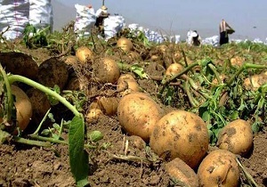 افزایش 24 درصدی ارزش صادرات سیب زمینی در استان اردبیل