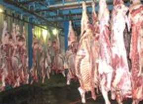 امحاء بیش از 6 تن مواد دامی خام غیر بهداشتی درتبریز