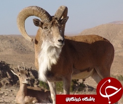 بازگشت قوچ وحشی به باغ وحش دز