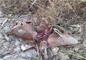 موردی از بیماری طاعون نشخوارکنندگان کوچک در اردبیل مشاهده نشده است