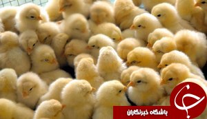 افزايش 66 درصدي ظرفيت جوجه ريزي در خوزستان