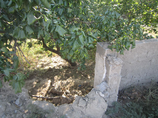 جوان 24 ساله خودش را از درخت گردو حلق آویز کرد + عکس