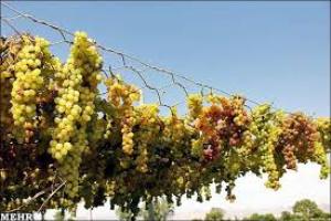 4هزار تن کشمش تیزابی حاصل عرق جبین تاکداران خرمدره ای