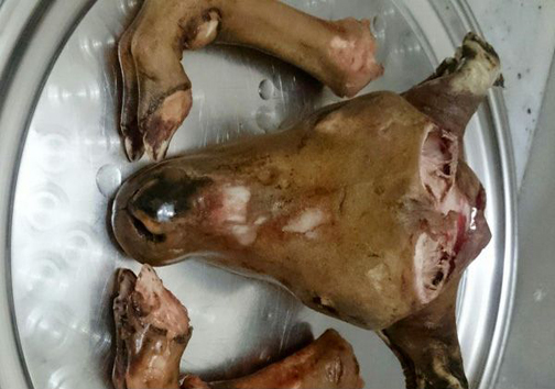 عکس یادگاری شکارچی با لاشه شکار و اسلحه دست ساز + تصاویر
