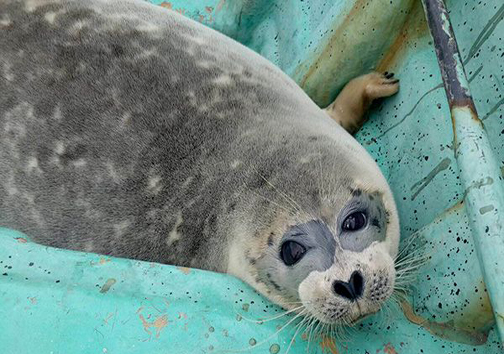 نجات 2 فک خزری گرفتار در  تورهای صیادی + تصاویر