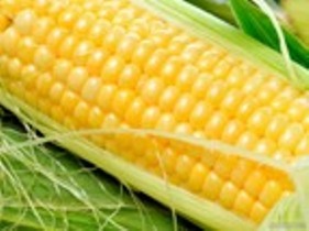 رکورد تازه آذربایجان شرقی در برداشت ذرت میان رس