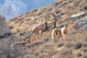 101 رأس آخرین آمار تلفات کل و بز بر اثر بیماری طاعون در منطقه شکار ممنوع خرمنه سر طارم زنجان