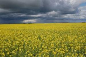 ارائه تسهیلات اعتباری برای کشت کلزا در آذربایجان غربی