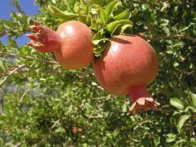 آغازبرداشت انار از باغات سردشت