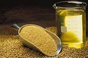 تولید 800 تن دانه روغنی کنجد در پلدشت