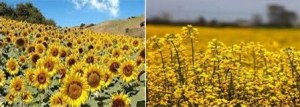پیش بینی برداشت بیش از 37هزارتن دانه روغنی و آفتابگردان آجیلی
