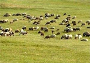 ورود ۳۵۰ هزار رأس دام به مراتع حاجی آباد