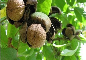 پیش بینی تولید 900 تن گردو در شهرستان پاوه