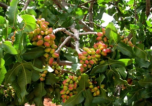 30 هکتار از اراضی استان اردبیل به کشت پسته اختصاص دارد
