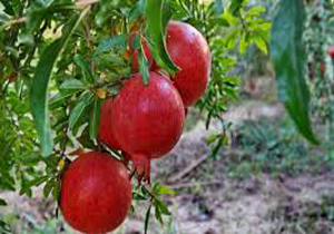 برداشت انار در شهرستان ارزوئیه