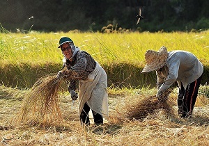 پیش بینی برداشت بیش از 2 هزار تن برنج از مزارع پارس آباد
