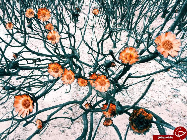 بهترین عکس های گرفته شده توسط آیفون + 16 عکس