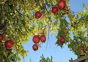کاهش 50 درصدی تولید در باغات انار پاوه