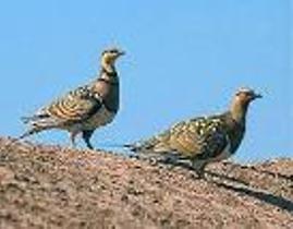 دستگیری شکارچی غیر مجاز در خراسان جنوبی