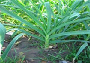 آغاز کشت سیر در هرمزگان