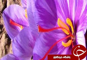 كشت زعفران در سياهكل