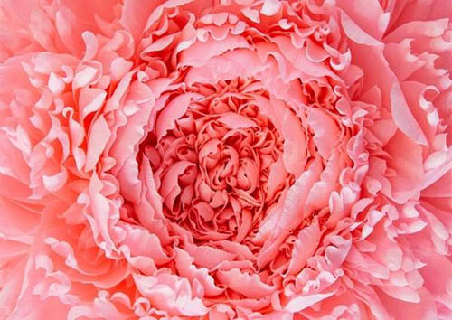 هنرمندی که با کاغذ معجزه می&zwnj;کند + تصاویر
