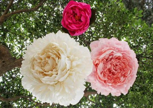 هنرمندی که با کاغذ معجزه می&zwnj;کند + تصاویر