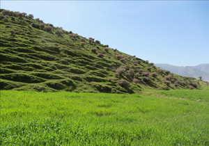 منطقه ای با خاک و سنگ سفید که در شبها نیز روشن است