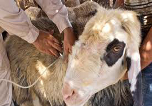 واکسیناسیون بیش از 100 میلیون رأس دام سبک در لرستان