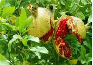 «ترش انار» برند روستای کوتنا