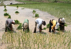 برنج با طعم خشک شدن منابع زیر زمینی/ یک بام و دو هوای کشت جایگزین