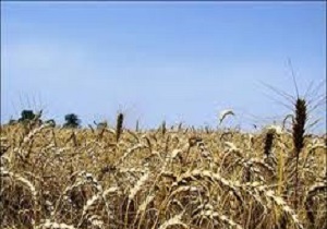 پرداخت 93 درصد وجوه خرید تضمینی گندم کشاورزان کردستانی
