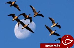آغاز کوچ پرندگان به زیستگاه های شمال خوزستان