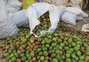 آغاز برداشت گردو از باغات شهرستان خلخال