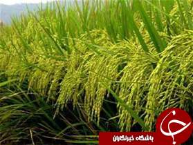 آغاز نام نویسی بیمه محصولات کشاورزی در گیلان