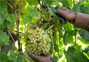 پیش‌بینی برداشت 24 هزار تن انگور از تاکستان‌های مشگین‌شهر