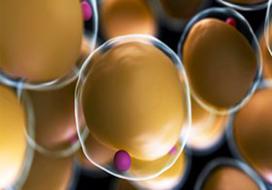 طراحی فرمول بومی سنجش درصد چربی افراد در لرستان