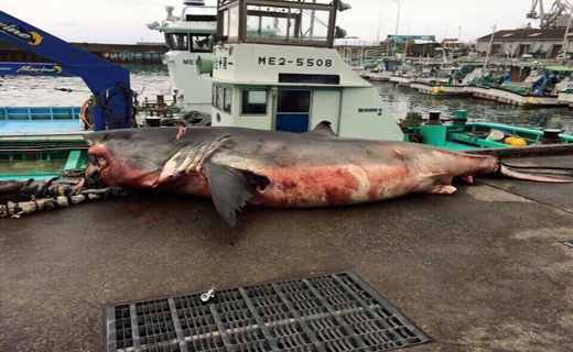 لاک پشت دریایی کوسه را از پای در آورد
