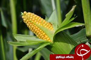 آغاز برداشت ذرت علوفه ای از مزارع دزفول