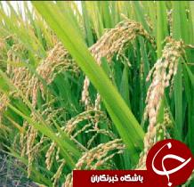 گرمای تابستان عامل کاهش عملکرد مزارع شالی دزفول
