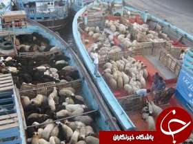 صادرات دام زنده از بندر شادگان به کویت