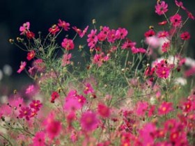 کاشت بیش از ۹۰۰ هزار نشاء گل فصلی در بندرعباس