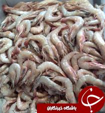 صيد ميگوی سفيد در آبادان تا اطلاع ثانوی آزاد است