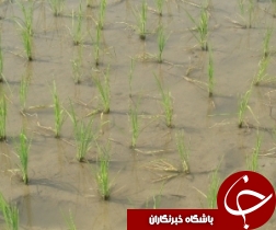 باز باران و خسارت به مزارع برنج خوزستان