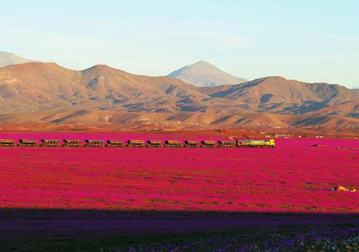 بیابانی که گلستان شد!+ تصاویر