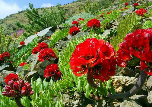 بیابانی که گلستان شد!+ تصاویر