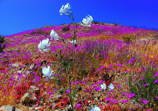 بیابانی که گلستان شد!+ تصاویر