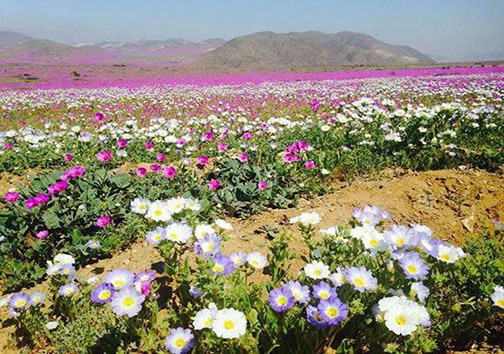 بیابانی که گلستان شد!+ تصاویر