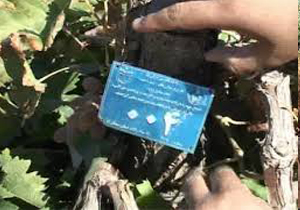 پلاک کوبی بیش از 430 اصله نهال در طرح شجره طیبه در اسفراین خراسان شمالی